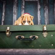 JUNIPER BERRY American Heart vel. Aldonka