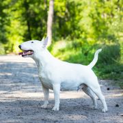 DOLCE STELLA FRIEND OF MINE