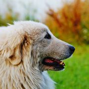 HENRY YAKOGOR POLINI DU VAL DE MONTSERRAT
