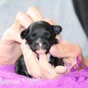 Cheiron in Terra Civis 