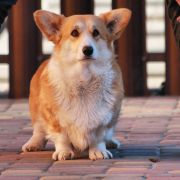 Динара из эпохи Веллеса