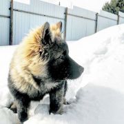 ADARA S LUNEZHSKIKH GOR