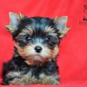 DALMORE KING ALEXANDER Indorado FCI