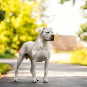 Tanatos Złota Troja