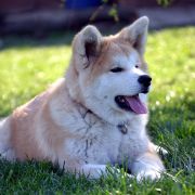 KIMI Go Akai Kitsune