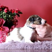 NOBLE NESTOR Impuls i Splendor