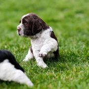 Lighhearted Gimli from Fellowship Of The Ring