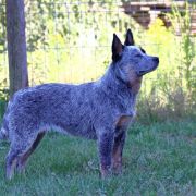 FARAH ACD VEJANO CECUCCI 