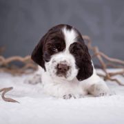 Springberryhills Bead in raindrops