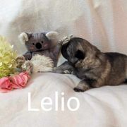 LELIO Shaggy Fluff