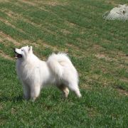 Kenventaki LOVE MY TRUE HONEYNOON