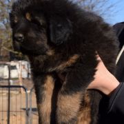 DRAGE BALERION Airawata