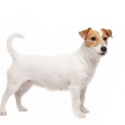 BRIGITTE BARDOT Linea Luna 