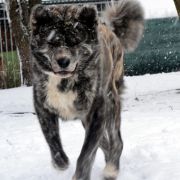 YAJIRUSHI Akai Kitsune