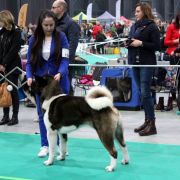 Triumf Sibiri VAIS VSEGDA PERVIY