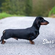 Star's Tori Guarantee