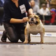 Winston Pride Britain King William