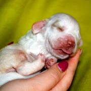 SNOW CLOUD Source of Happiness FCI