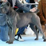 Burlesque dell'Antiqua Apulia