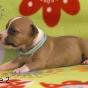 Male 2 Dolcze Gabara