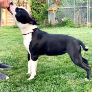 Proud to be Greek Cruella