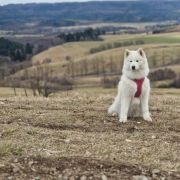 SIERRA SUPER STAR Silver from the North FCI 