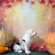 LUKE Zwinne Serca (FCI) 