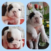 Concord Eagle Asgardville