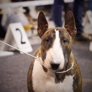 JCH,CHPL,GRAND Champion PL Coloroco YOCCO