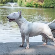 ROOT FOR CUTE Bull Position