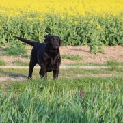 BEAUTIFUL BEJLI Dolegor