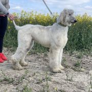 AMAZING ILLUSION Masz Ci Kwiat