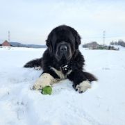 BRONEK z Rogowa Rodem 