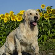 ARCTIC LIGHTS ANARCHIA BOX