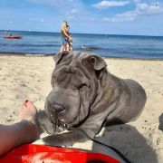 Artemida Molosy Dobrońskie FCI 