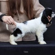 Deysie - Queenzie ALL GLITTER ON ME