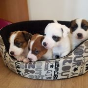 Ayama Winged Guardians FCI