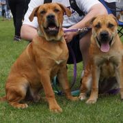 Ch Pl BAAL Corde Bellator(FCI) 