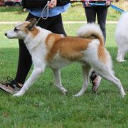 SEVERN z Mrozowej Woli FCI