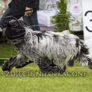 UNIEK MOKKELTJE V.D. Schaope Dobbe