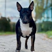 BLACK SHINE PEARL Forpiga Bulla FCI