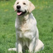 Ox-driver Alan wild west gang