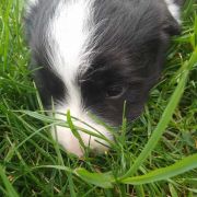 Zozola Jodłowy Border