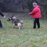 Ironclad du Bois du Tot