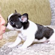 Black Hawk Emerald In Gold