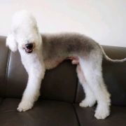 Speedy Sheep BE BRAVE (Logan)