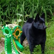 LEYU Black Fox for My Heart 