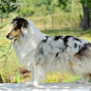Di'Leila's Sheltie LADY IN BLUE 