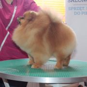 BRUNO BANAN Bobrolandia