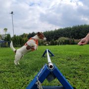 FREJA Winged Guardians FCI